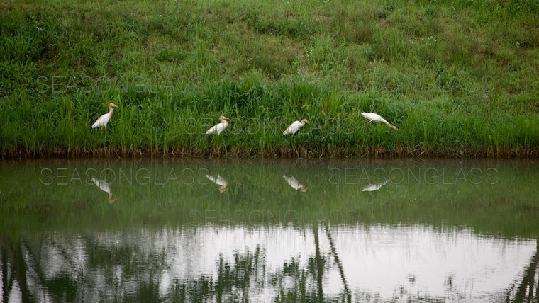Cattle Egrets