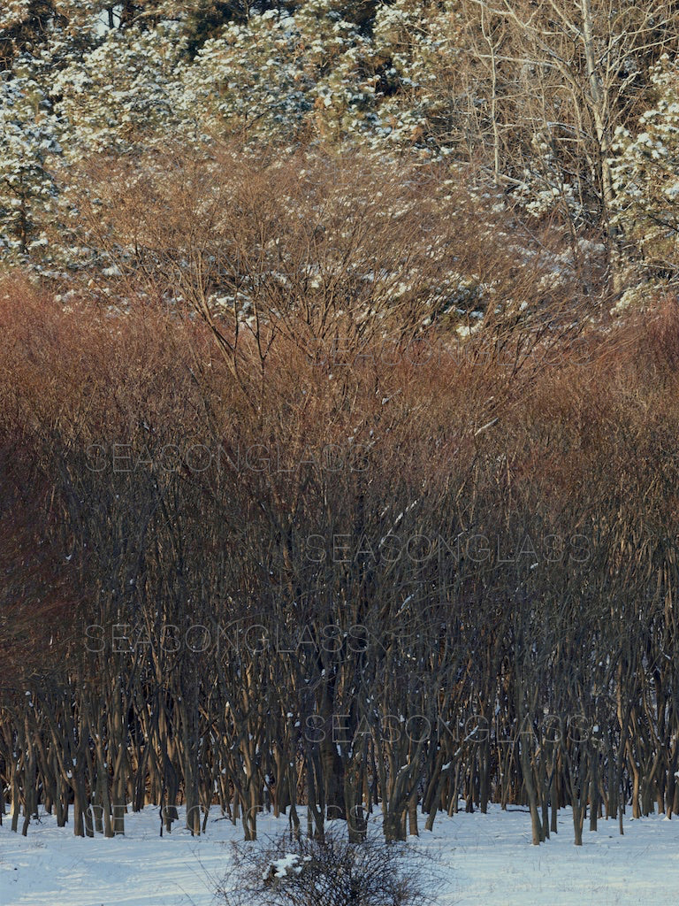 Woods in Winter