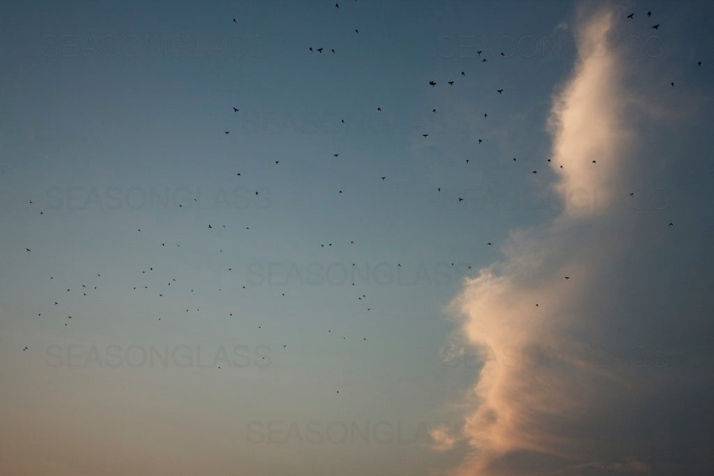 Flock of Birds