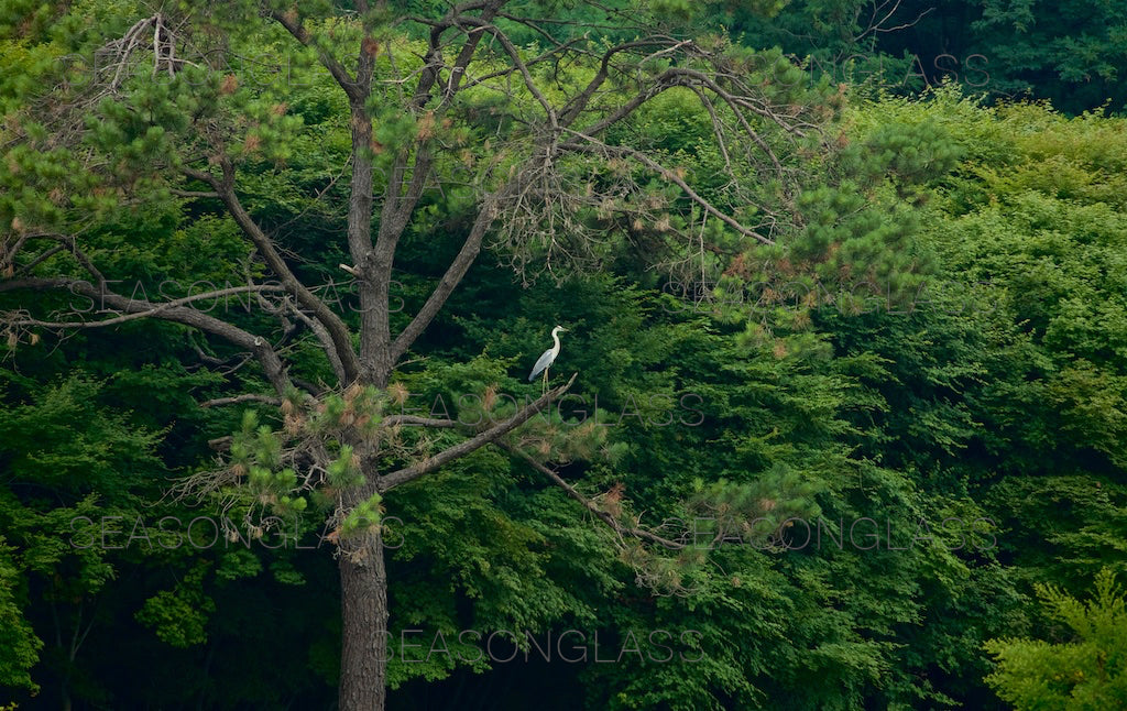 Grey Heron