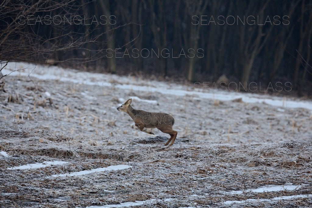 Water Deer