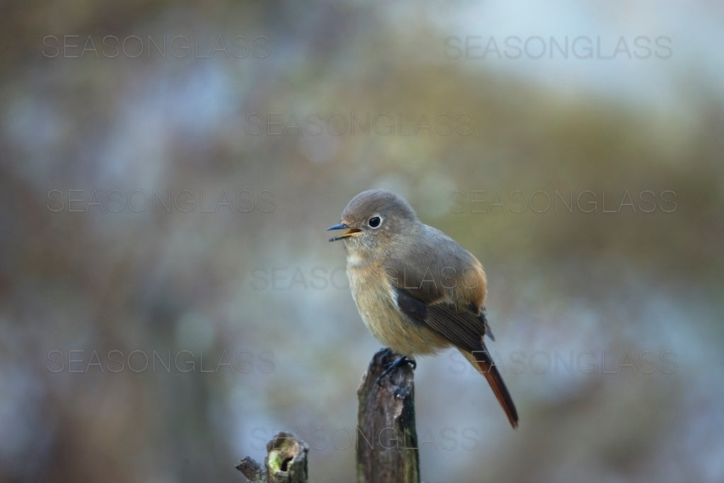 Daurian Redstart