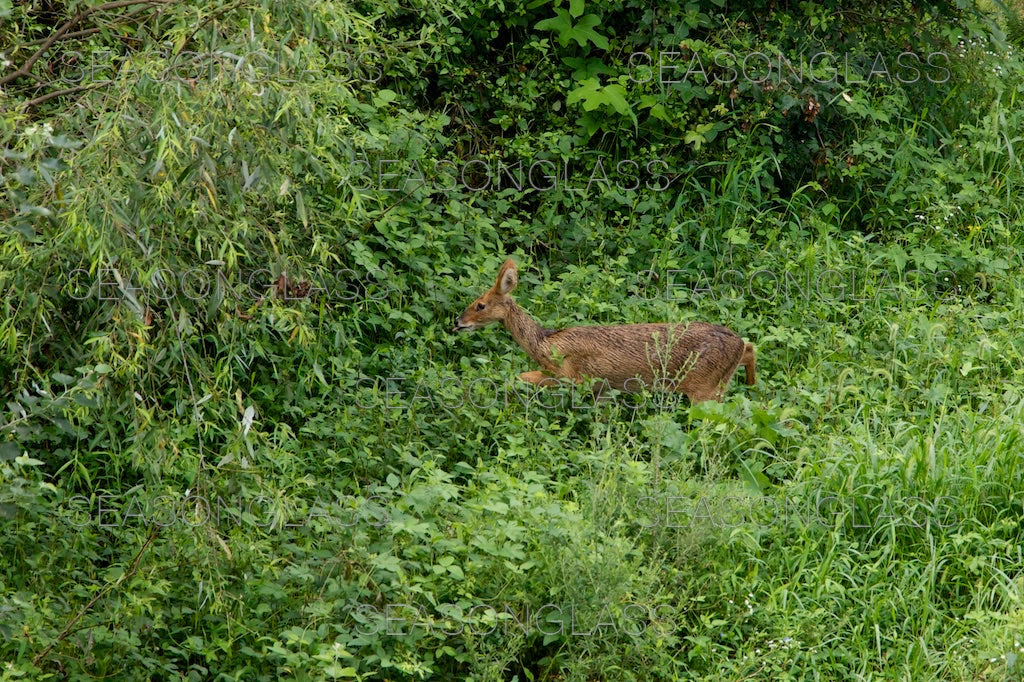 Water Deer