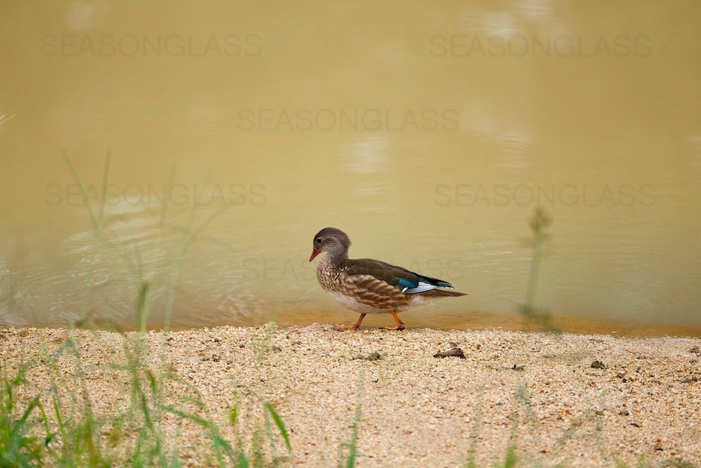 Male Mandarin Duck