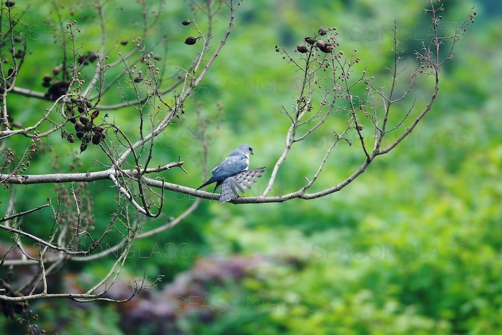 Chinese Sparrowhawk