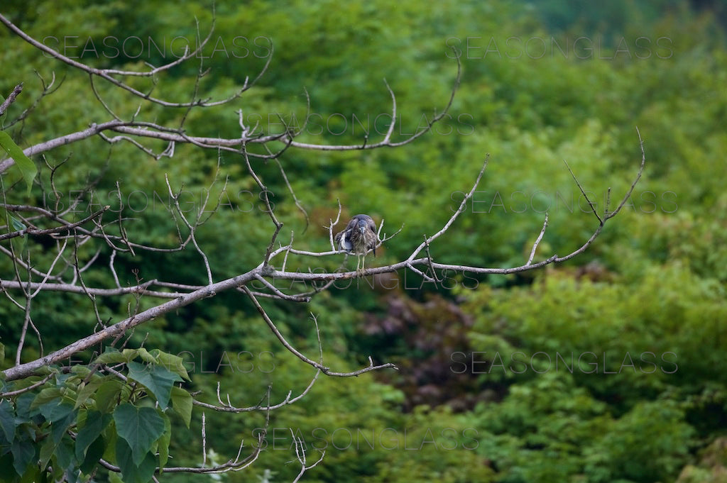 Northern Sparrowhawk