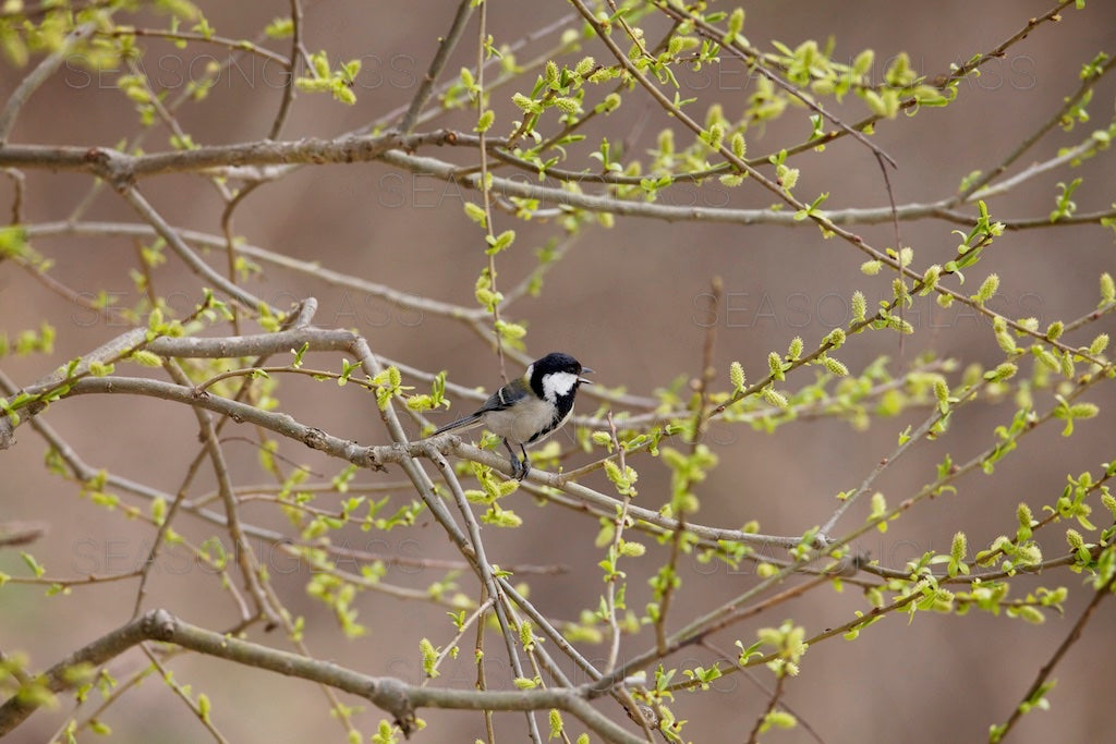 Great Tit on Willow Tree