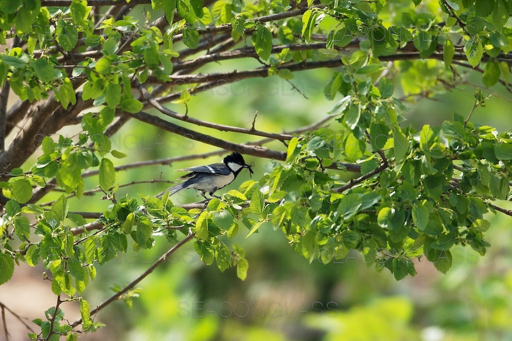 Great TIt