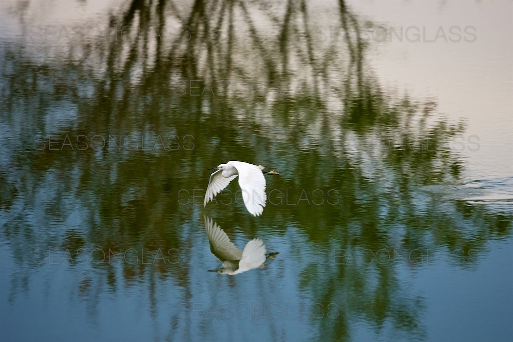 Egret