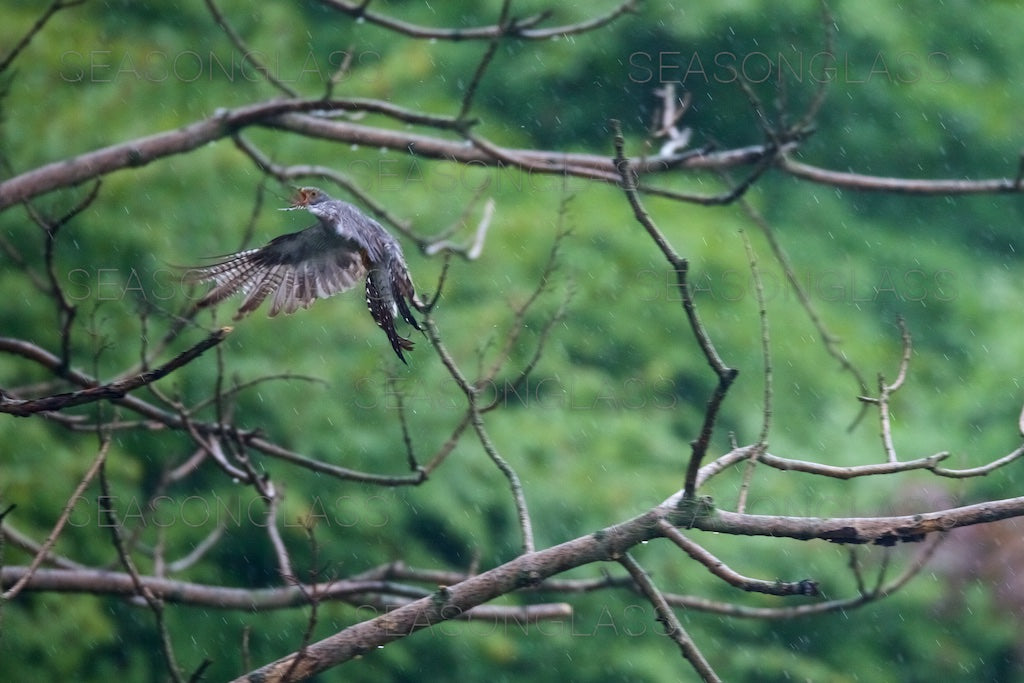 Common Cuckoo