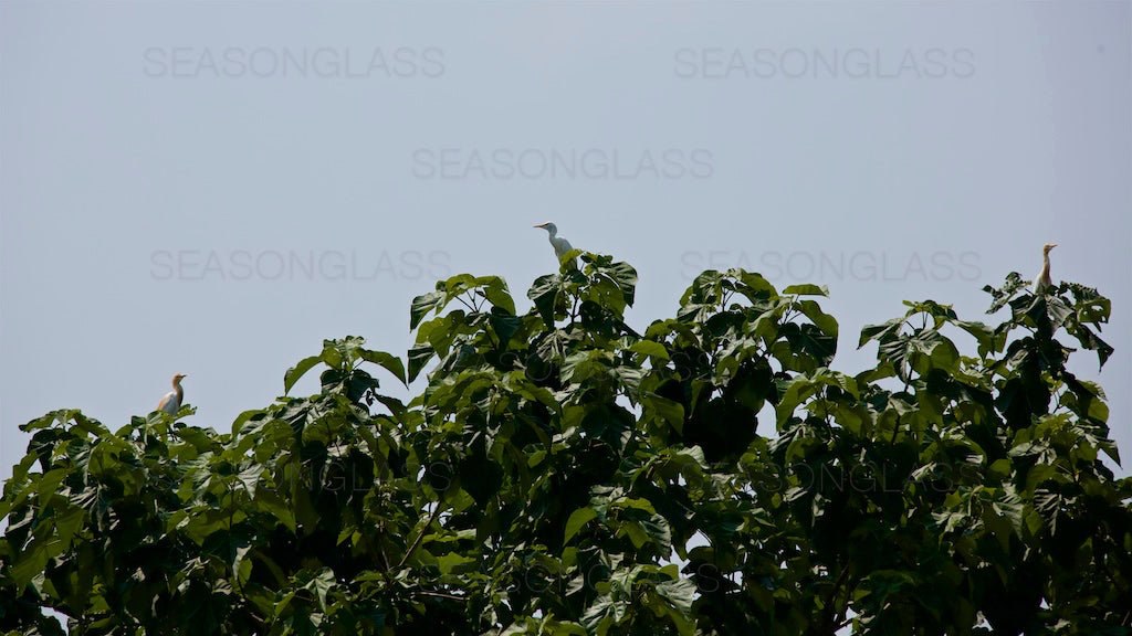 Egrets