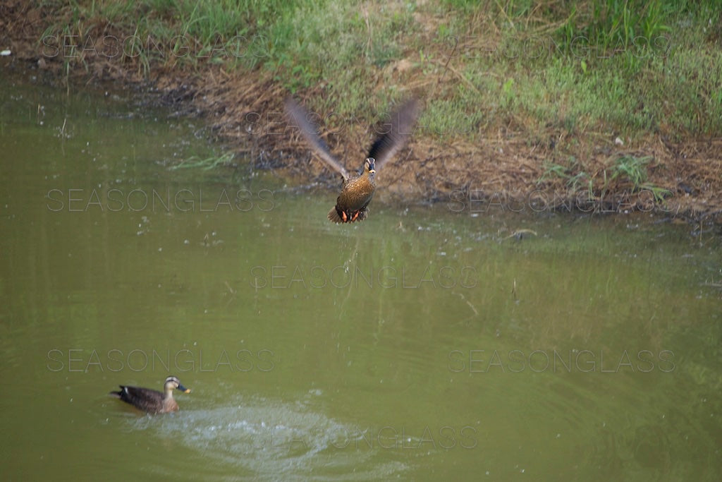 Spot-billed Ducks