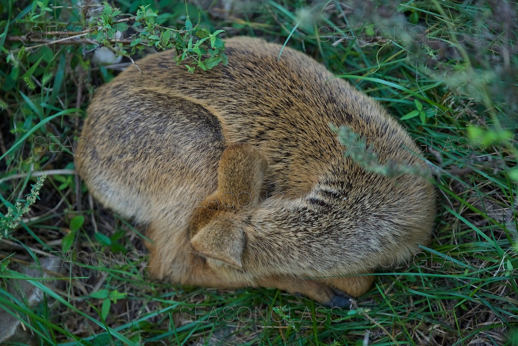 Water Deer