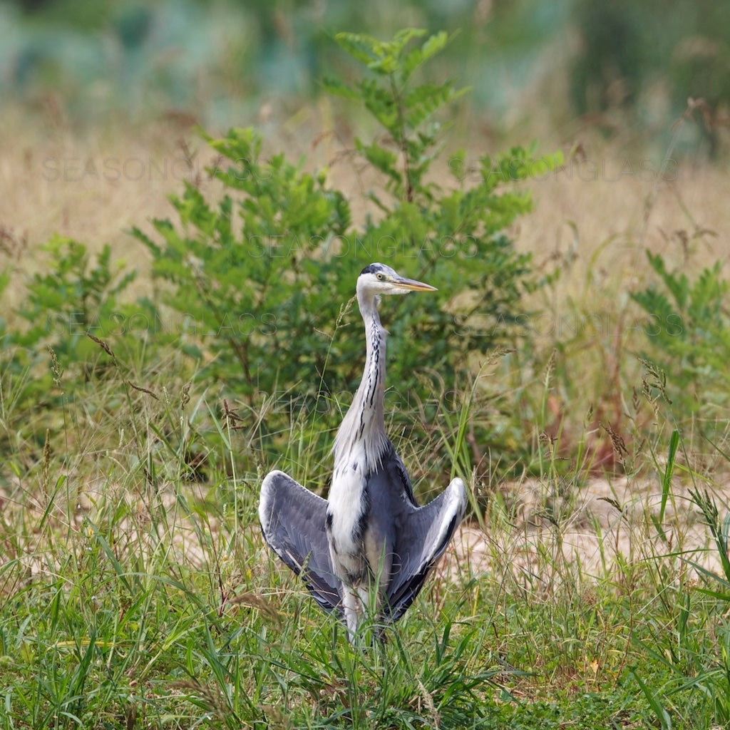 Grey Heron
