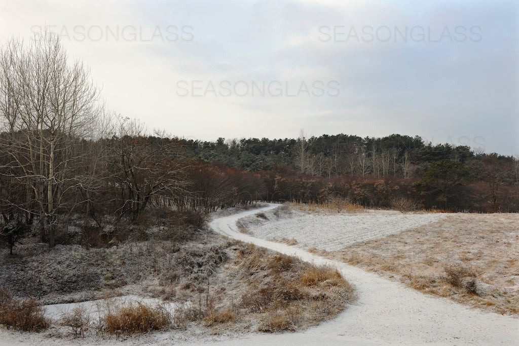 Woods in Winter