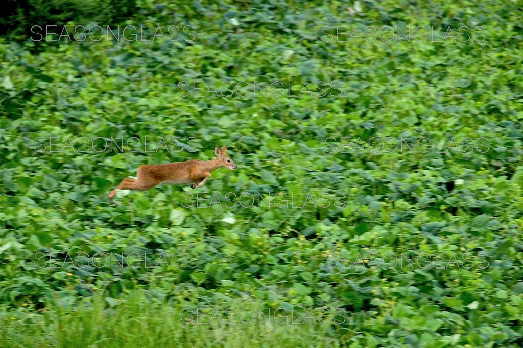 Water Deer