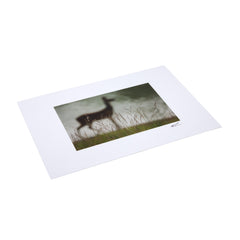 Giant Postcard