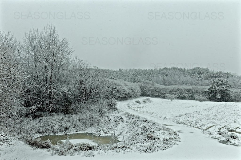 Woods in Winter