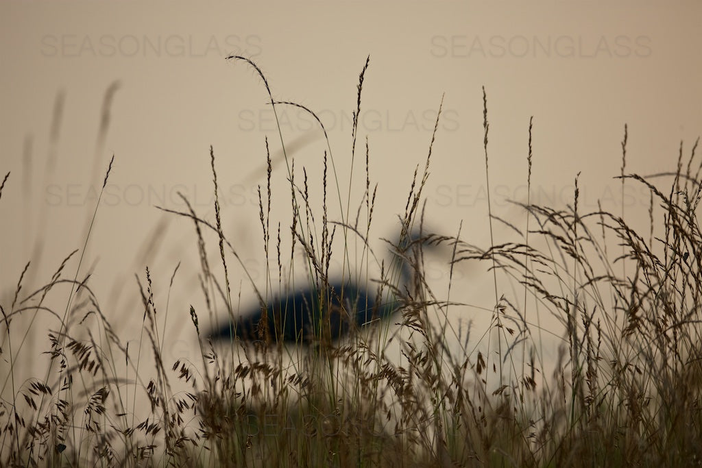Grey Heron