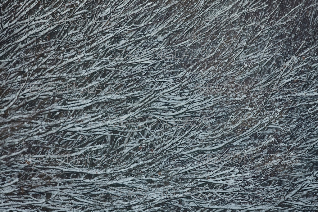 Maple Trees in Winter