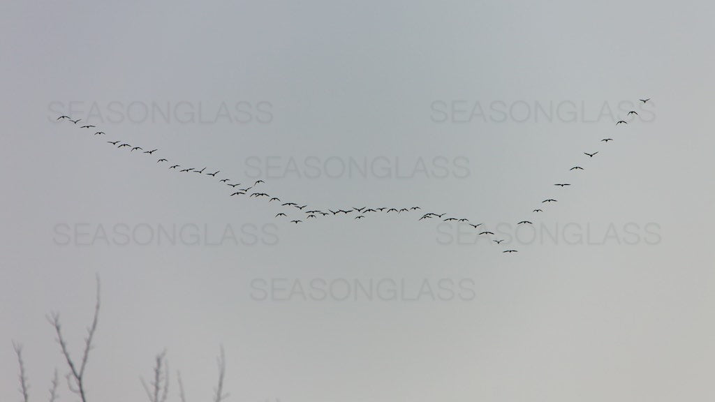 Birds in Flight