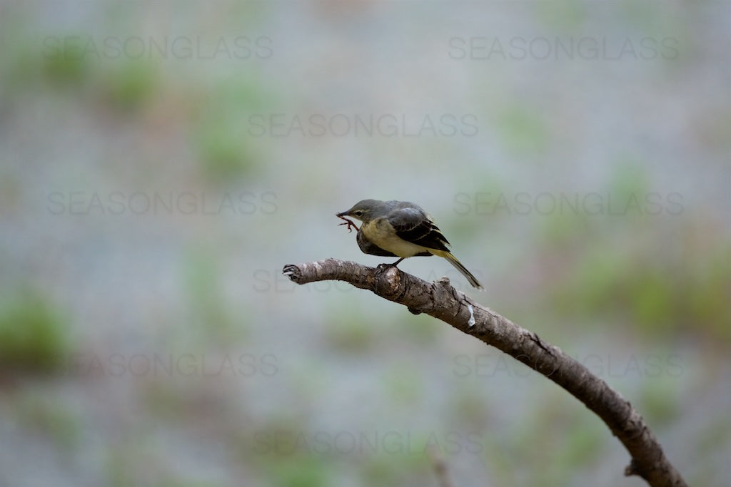 Grey Wagtail