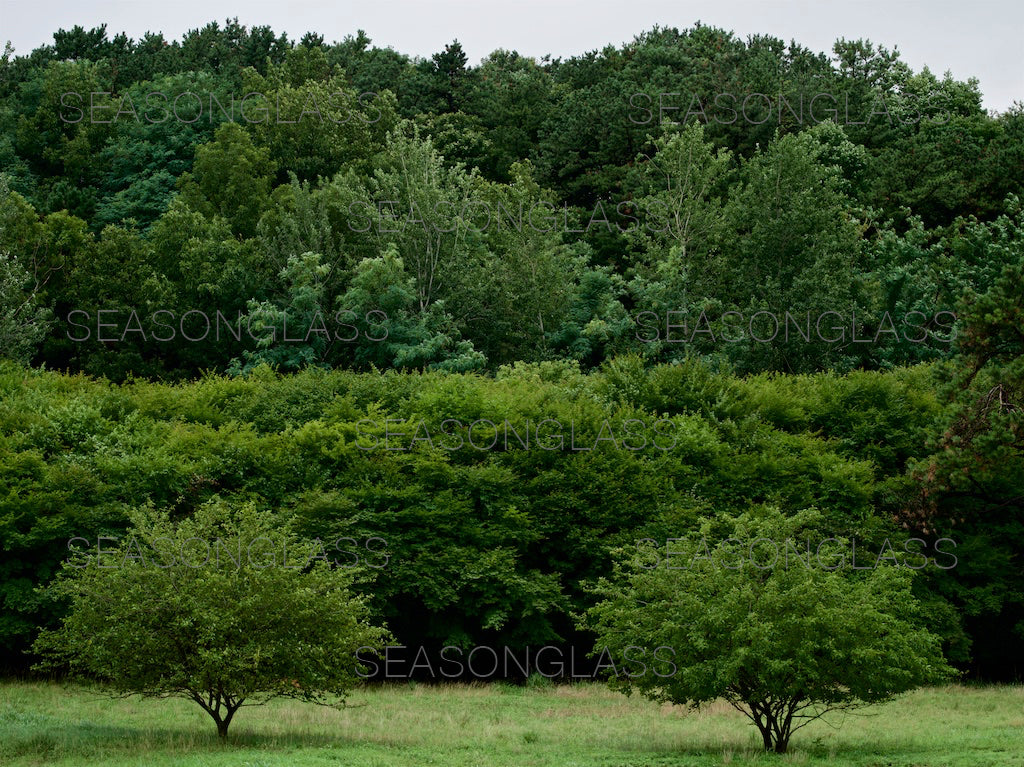 Woods in Summer