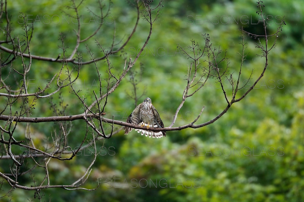 Young Chinese Sparrowhawk