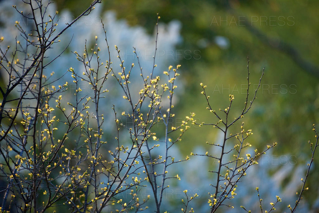 Spring Branches