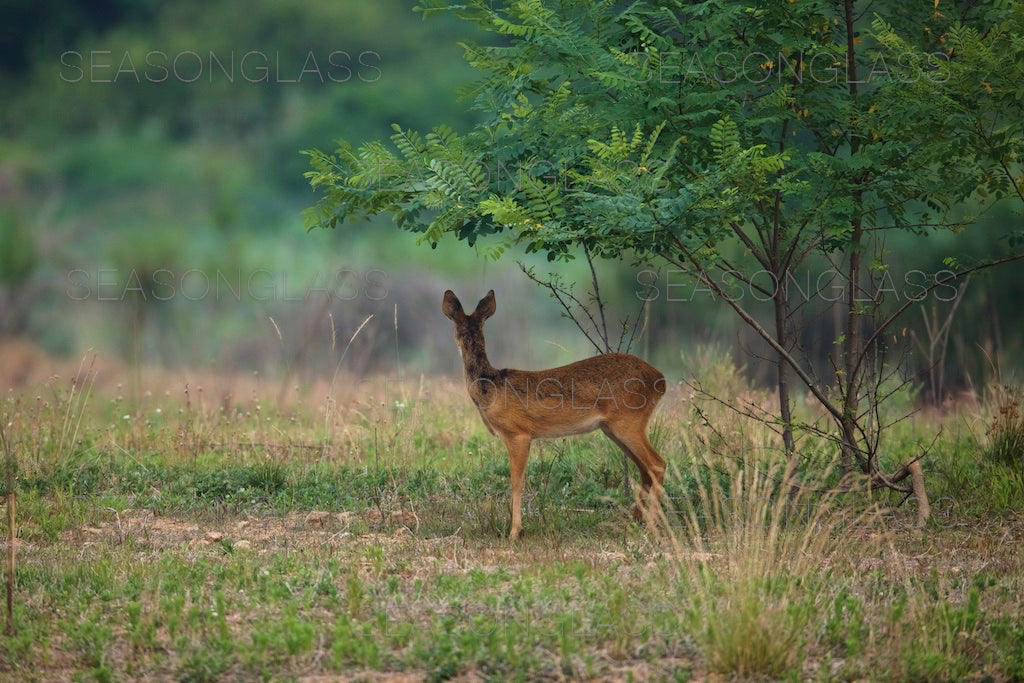 Water Deer
