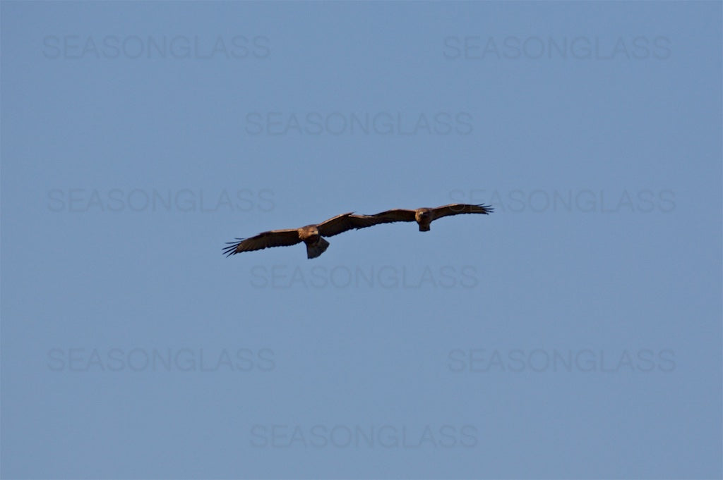 Birds in Flight