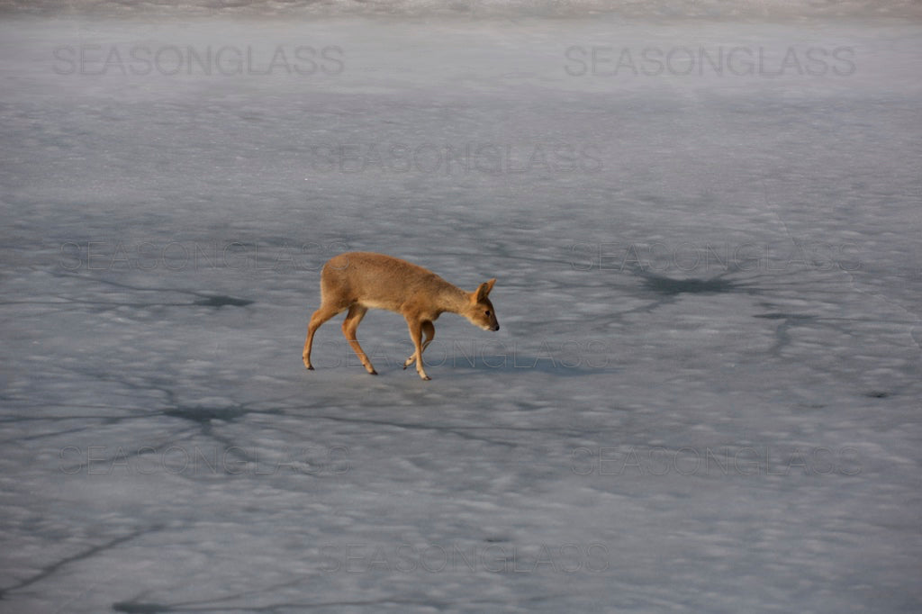 Water Deer
