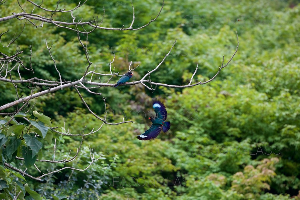 Oriental Dollarbird