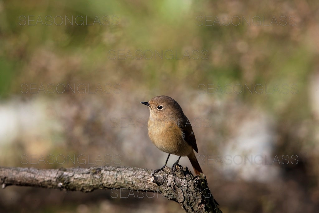 Daurian Redstart