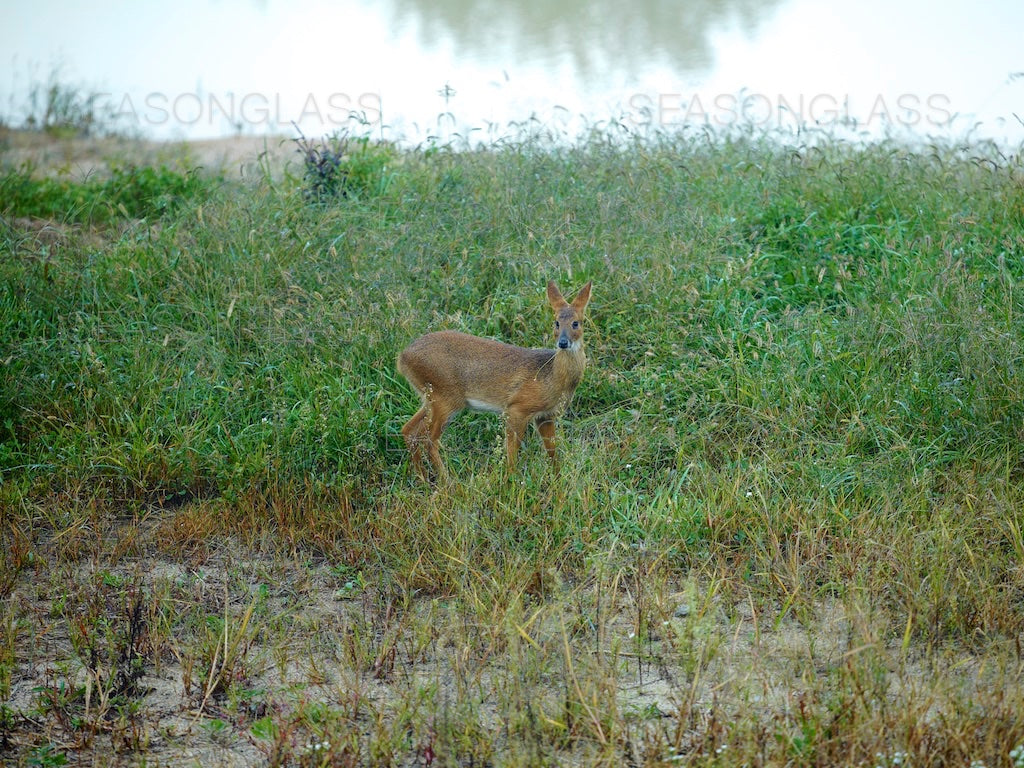 Water Deer