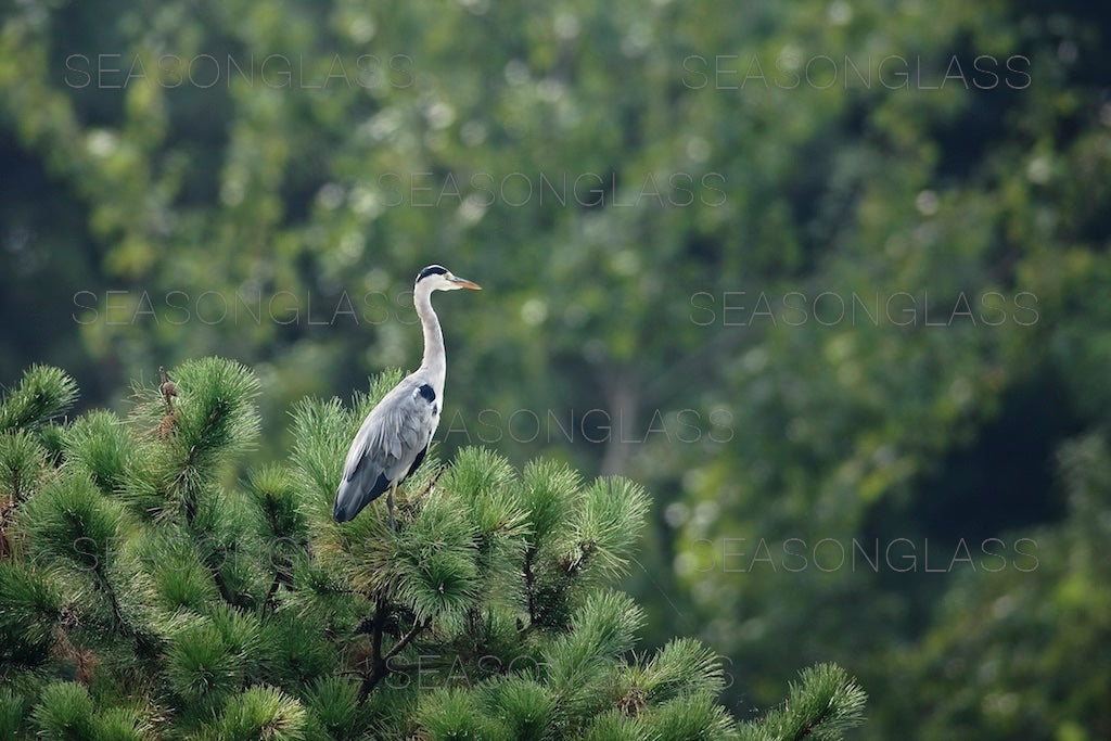 Grey Heron