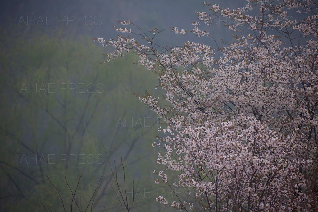 Cherry Blossom Tree