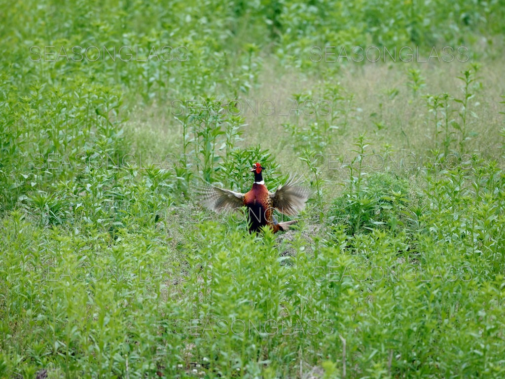 Pheasant