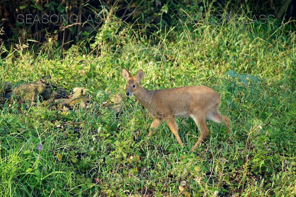 Water Deer