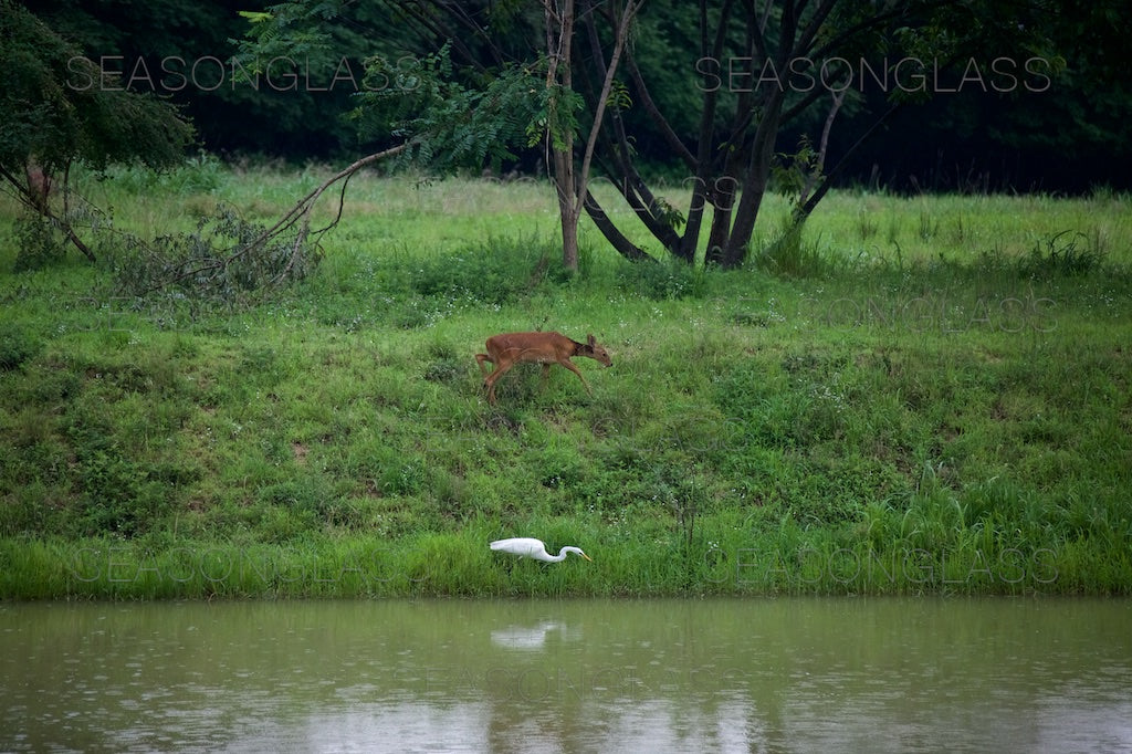 Water Deer and Egret
