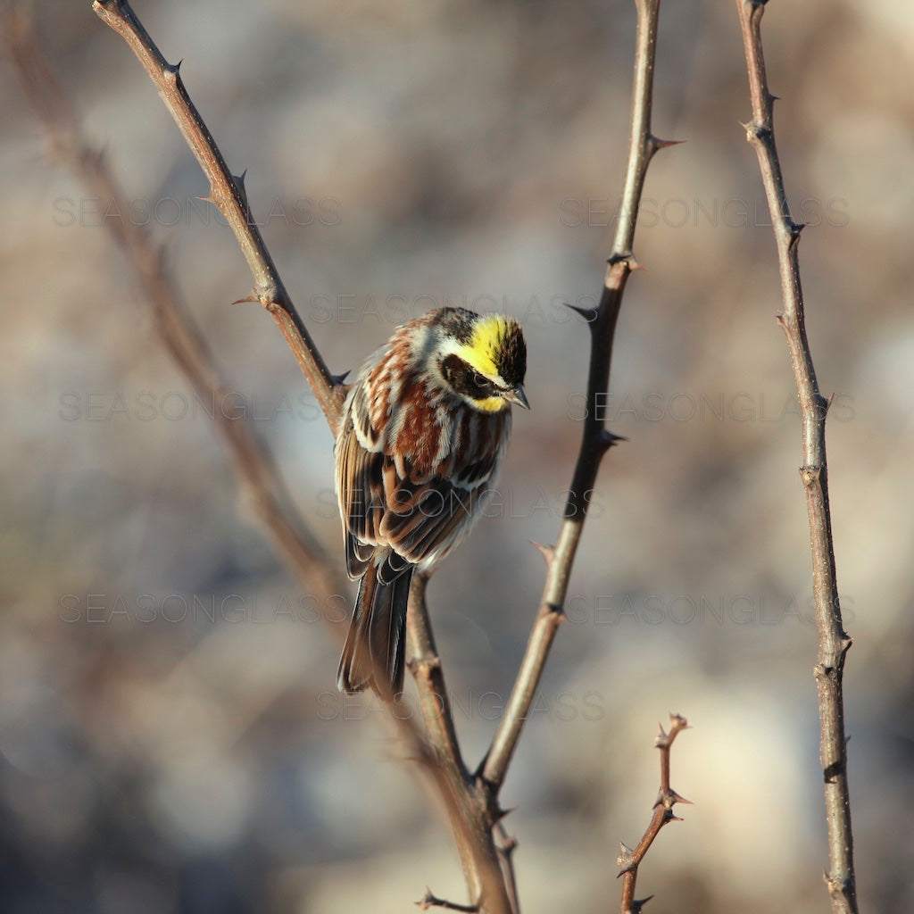 Yellow-throated Bunting