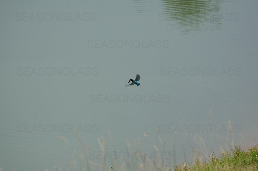 Common Kingfisher