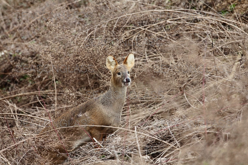 Water Deer