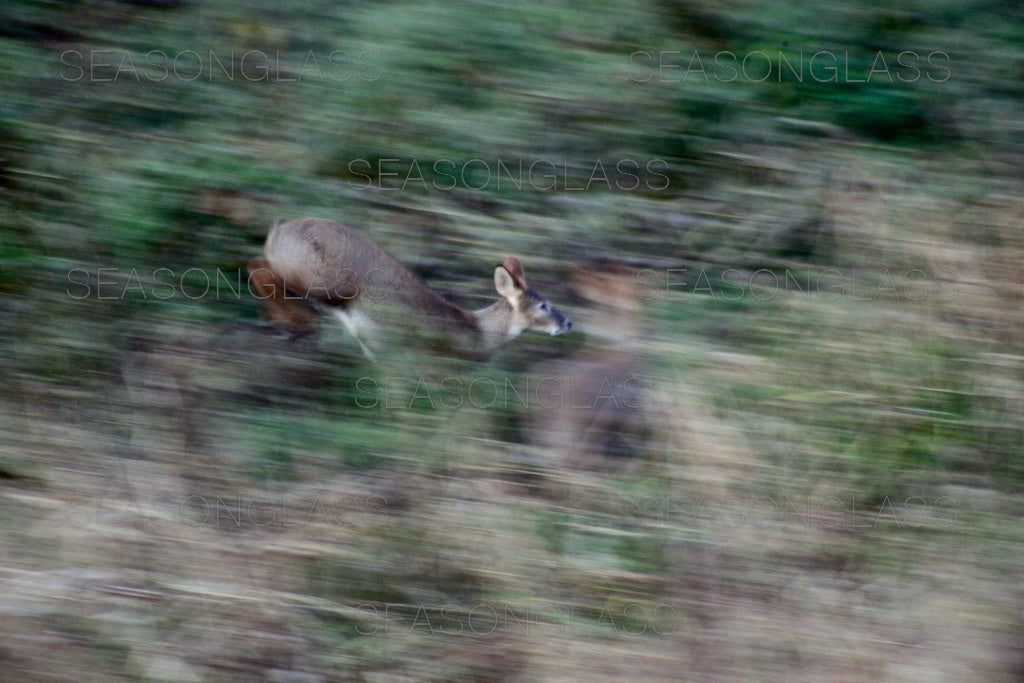 Water Deer