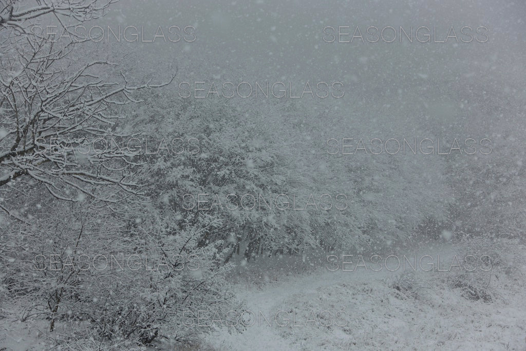 Maple Trees in Winter
