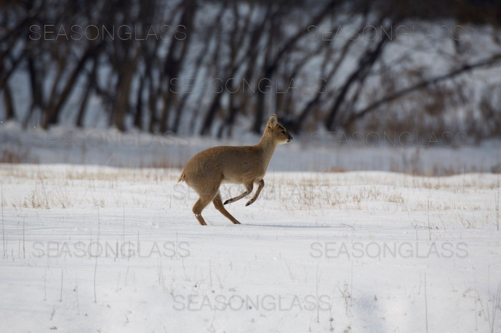 Water Deer