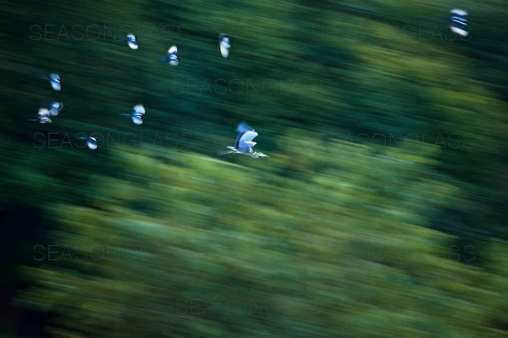 Magpies Harassing Grey Heron