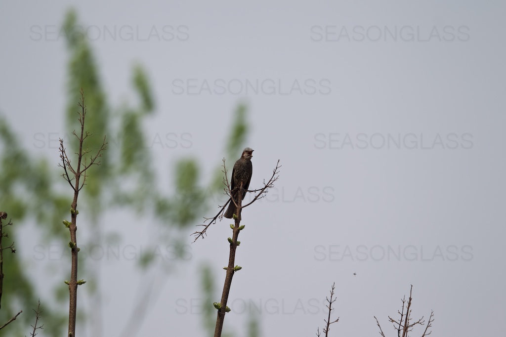 Brown-eared Bulbul