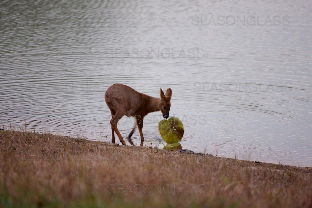 Water Deer