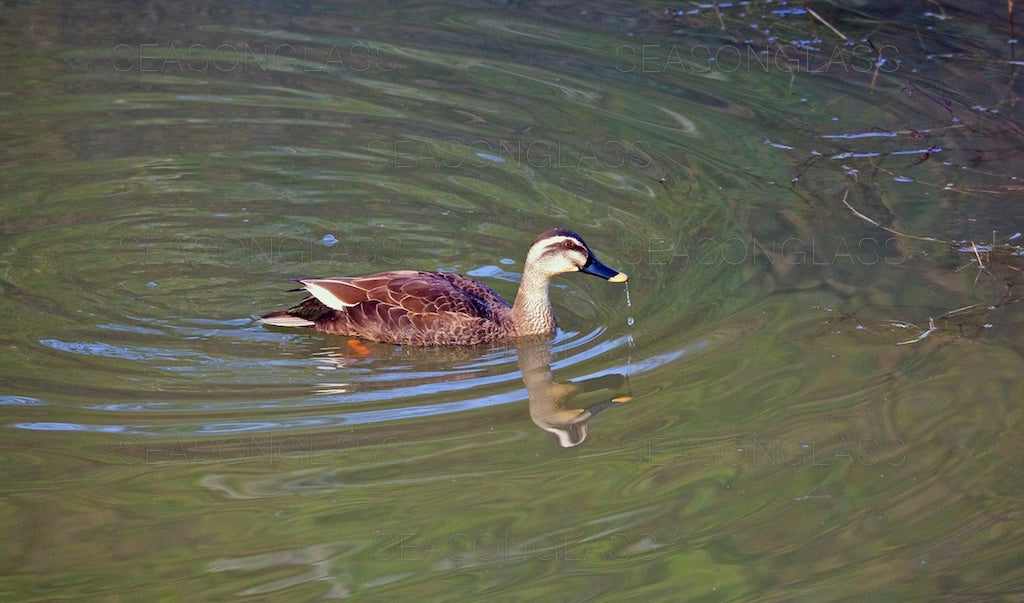 Spot-billed Ducks